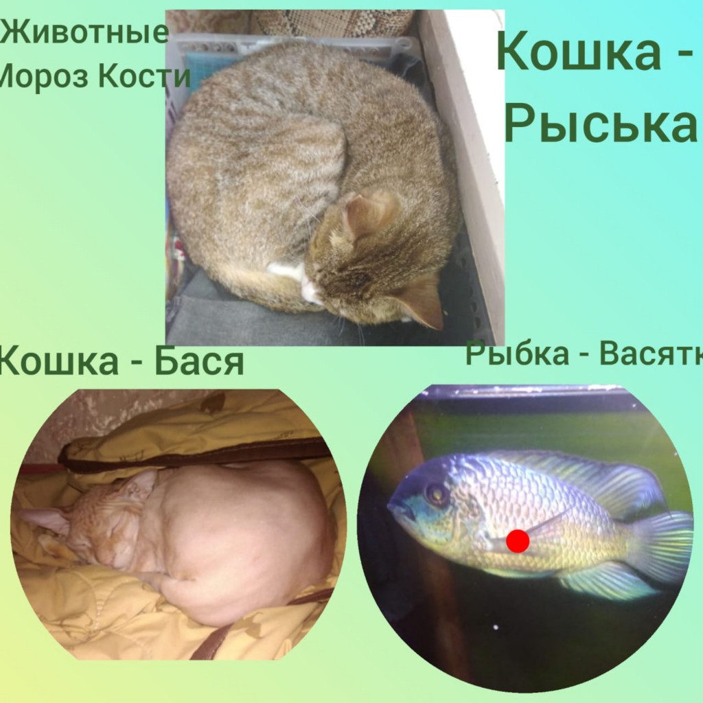 �����������